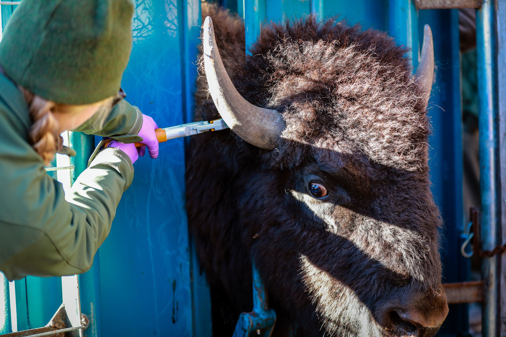 Bison Round Up and Wind Cave National Park